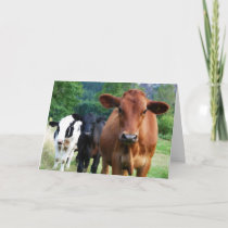 Small Herd of Three Cows Card