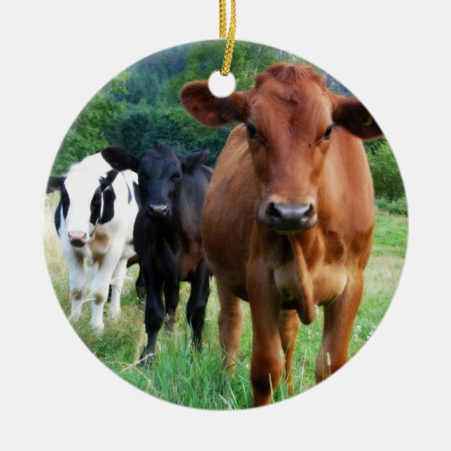 Small Herd of Three Cows Ceramic Ornament (Front)