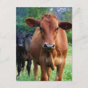 Small Herd Of Three Cows Postcard by CountryCorner at Zazzle