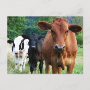 Small Herd Of Three Cows Postcard by CountryCorner at Zazzle