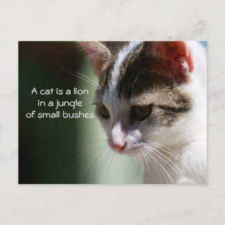 Small Lion Postcard