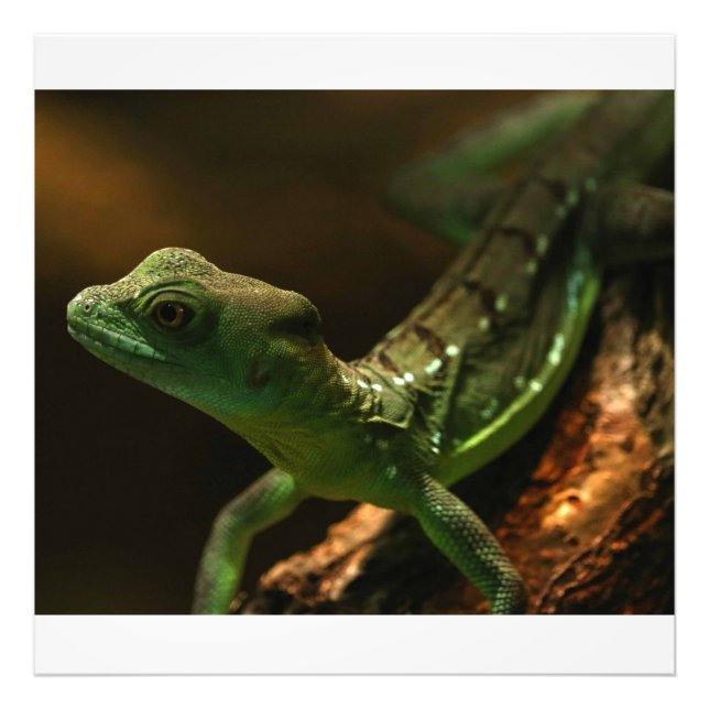 Small Lizard Photo Print (Front)