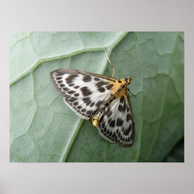 Small Magpie Moth Macro Print (Front)