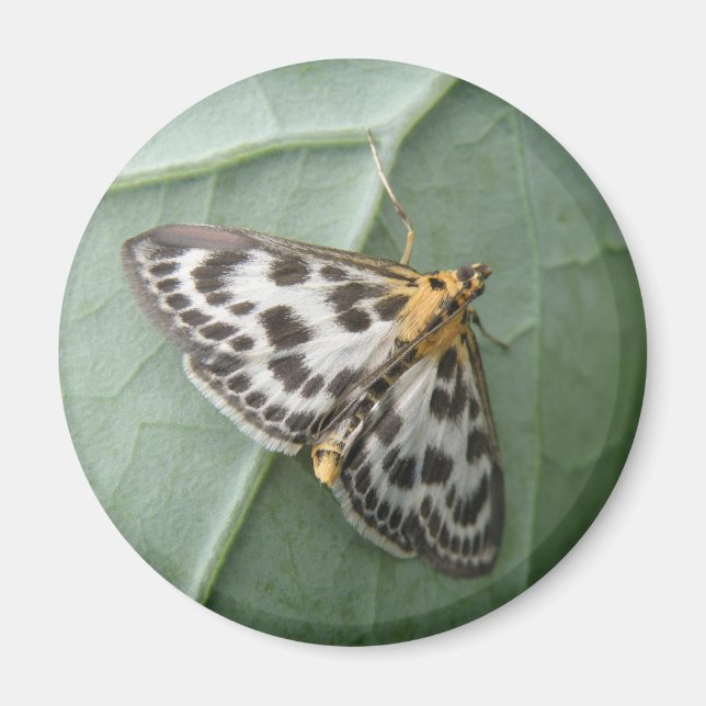 Small Magpie Moth Magnet (Front)
