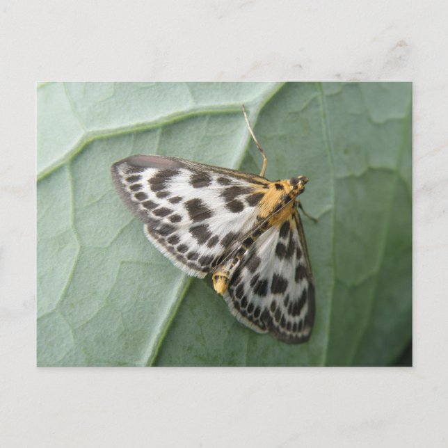 Small Magpie Moth Postcard (Front)