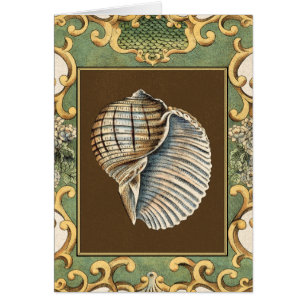 Small Mermaid's Shells