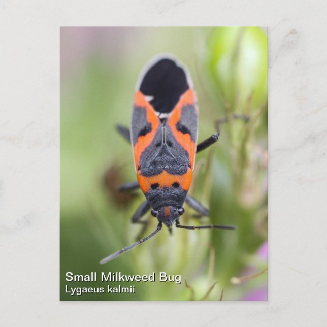 Small Milkweed Bug Postcard (Front)