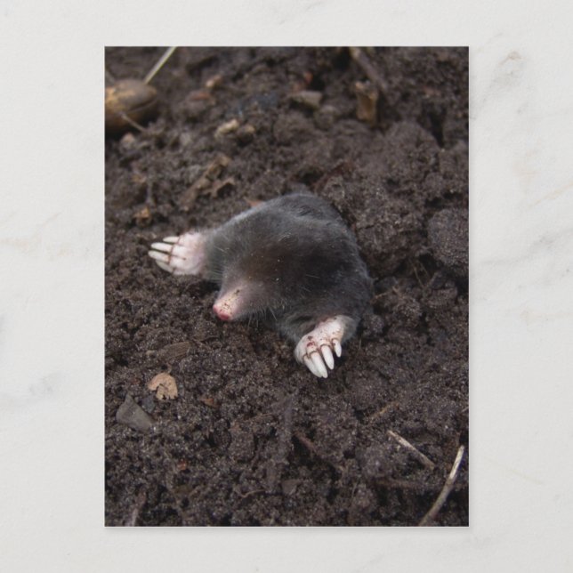 Small mole postcard (Front)