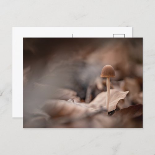 Small Mushroom Nature Photo Postcard