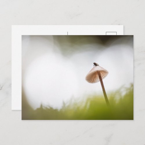 Small Mushroom Nature Photo Postcard