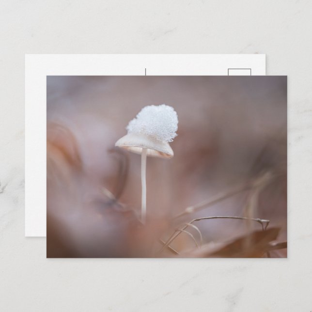 Small Mushroom Nature Photo Postcard (Front/Back)