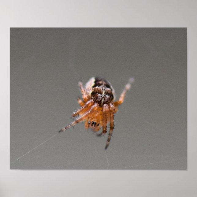 Small Orange Cute Spider  Poster (Front)