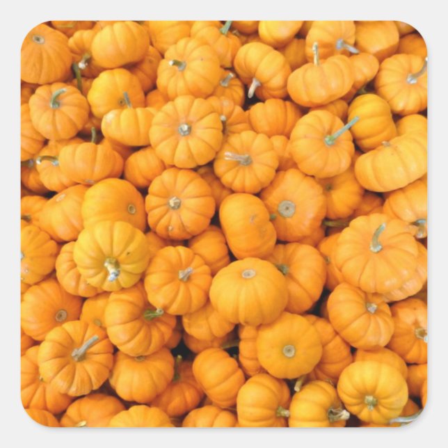Small Orange Fall Harvest Pumpkins Square Sticker (Front)
