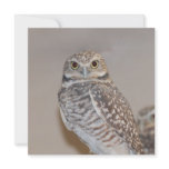 Small Owl