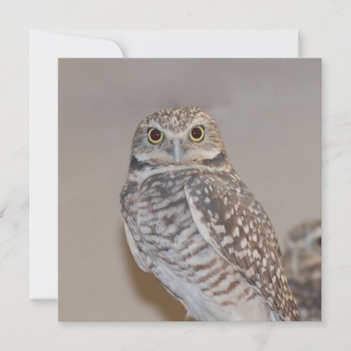 Small Owl Custom Invite