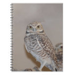 Small Owl Notebook
