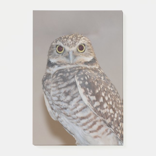 Small Owl Post-it Notes (Front)
