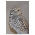 Small Owl Post-it Notes