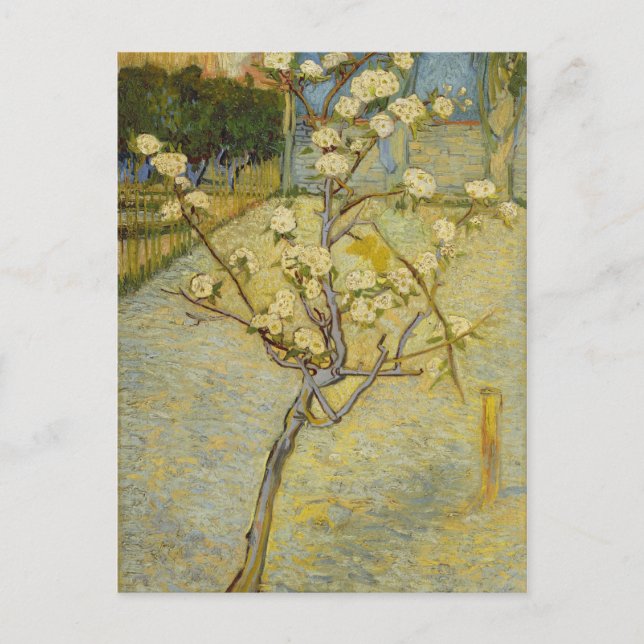 Small pear tree in blossom Postcard (Front)