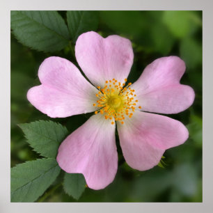 small pink flower poster