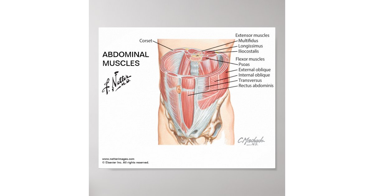 Small poster - Netter's Abdominal Muscles | Zazzle.com
