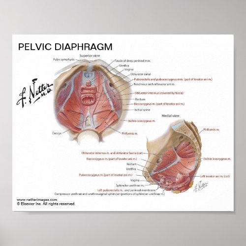 Small poster _ Netters Pelvic Diaphragm