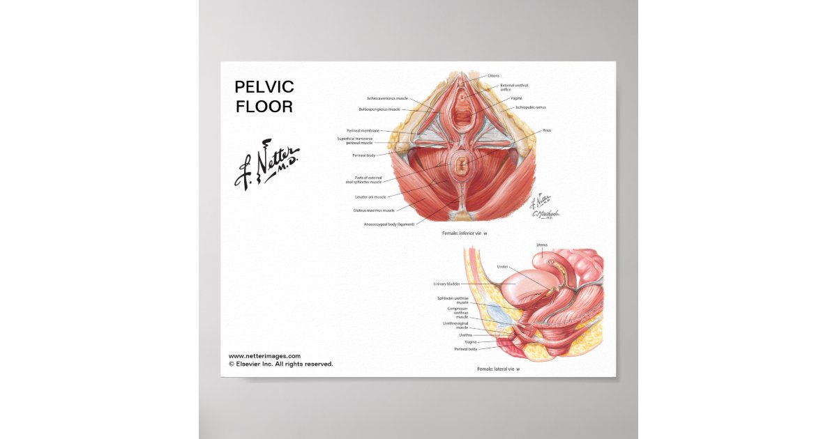 Small poster - Netter's Pelvic Floor Muscles | Zazzle