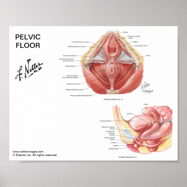 Small poster - Netter's Pelvic Floor Muscles (Front)