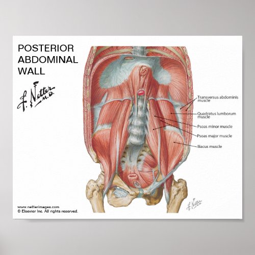 Small poster _ Netters Posterior Abdominal Wall