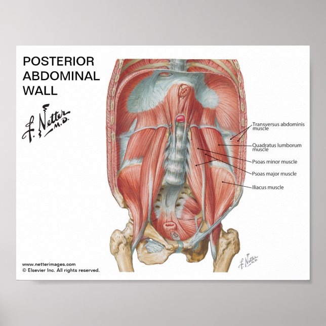 Small poster - Netter's Posterior Abdominal Wall (Front)