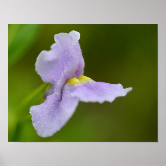 Small Purple Wild Orchid Flower  Poster (Front)