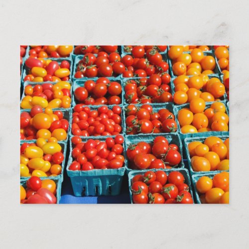 Small Red and Orange Tomatoes Postcard