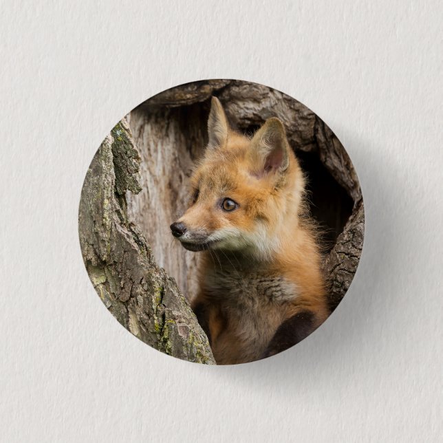 Small Red Fox in a Tree  Hollow Button (Front)