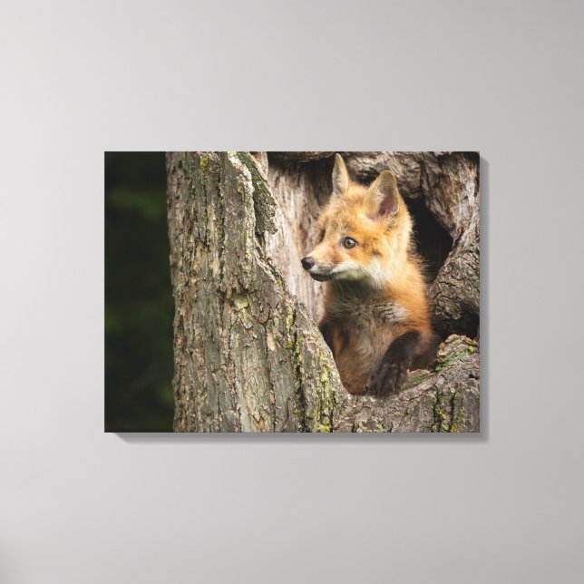 Small Red Fox in a Tree  Hollow Canvas Print (Front)