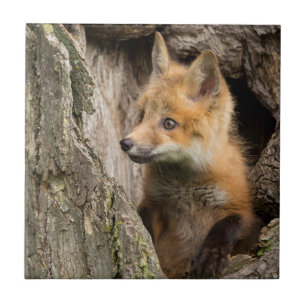Small Red Fox in a Tree Hollow Ceramic Tile