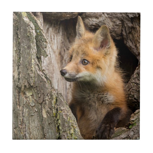 Small Red Fox in a Tree  Hollow Ceramic Tile (Front)