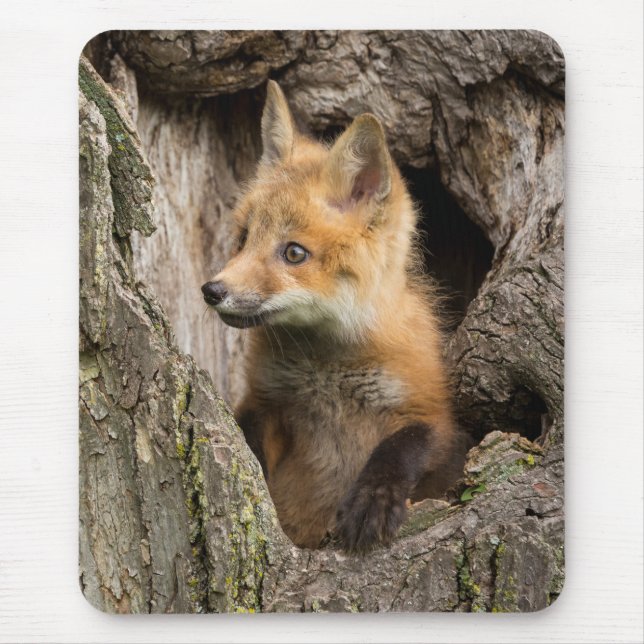 Small Red Fox in a Tree  Hollow Mouse Pad (Front)