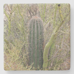 Small Saguaro Cactus,Arizona, square stone coaster
