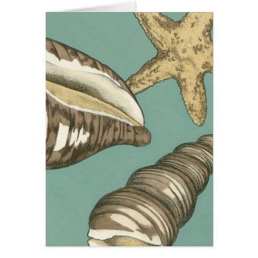 Small Shell Trio on Teal Cards (Front)