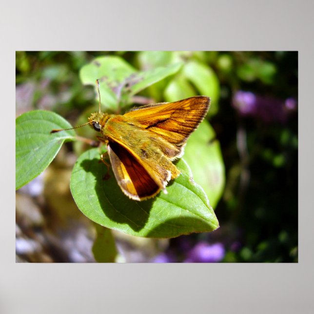 Small Skipper Butterfly Poster (Front)