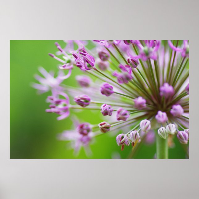 Small stars poster (Front)