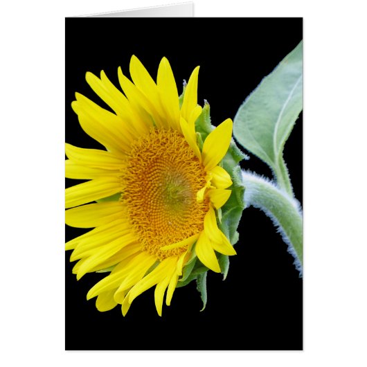 Small Sunflower (Front)