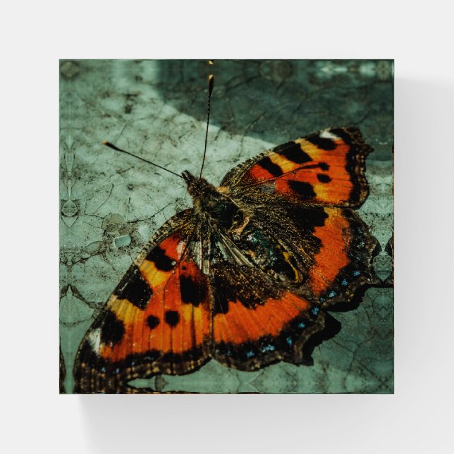 Small Tortoiseshel Butterfly  Paperweight (Front)