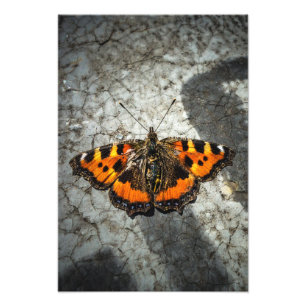 Small Tortoiseshell Butterfly Photo Print