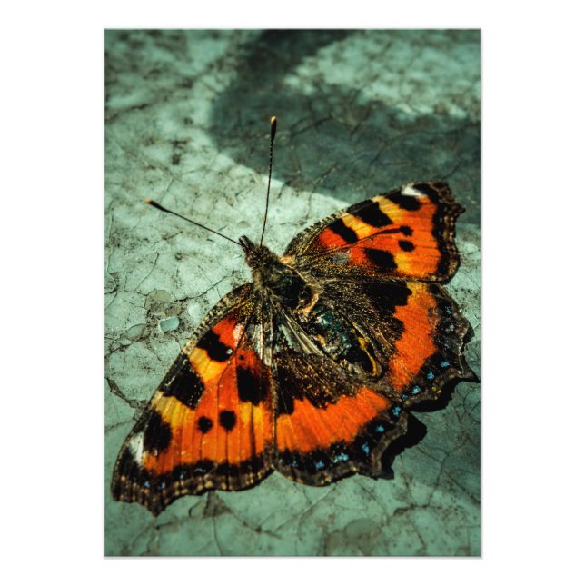 Small Tortoiseshell Butterfly  Photo Print (Front)