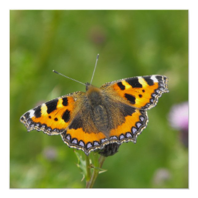 Small Tortoiseshell Butterfly Poster (Front)