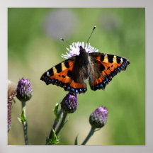 Small Tortoiseshell Butterfly