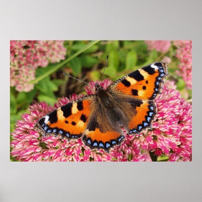 Small Tortoiseshell Butterfly Poster (Front)