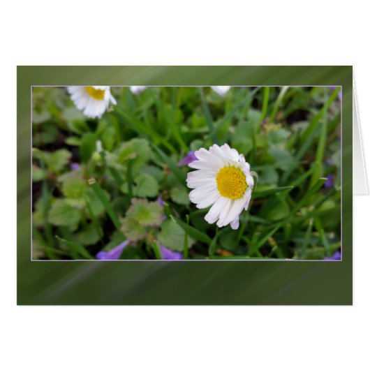 small white daisy cards (Front Horizontal)