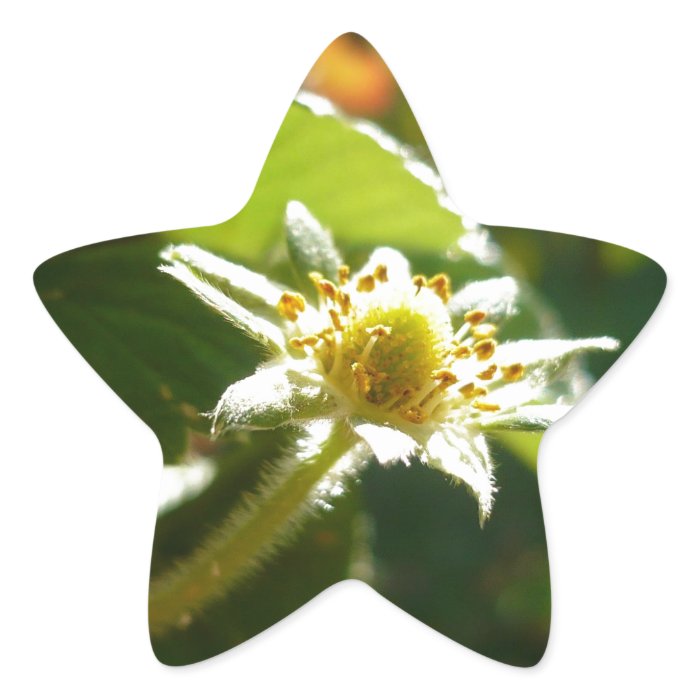 Small White Flower Star Stickers